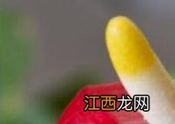 安祖花怎么养 安祖花的养殖方法和注意事项