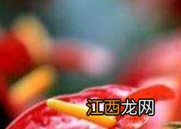 安祖花怎么养 安祖花的养殖方法和注意事项