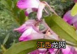 金钗石斛如何种 金钗石斛的种植技术