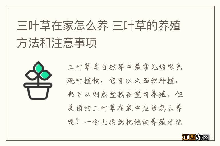 三叶草在家怎么养 三叶草的养殖方法和注意事项