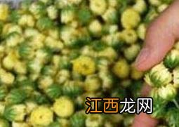 胎菊的功效与作用 胎菊的药用价值