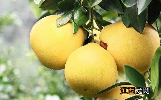 低糖低脂食品误区 三大低糖水果对糖尿病有好处