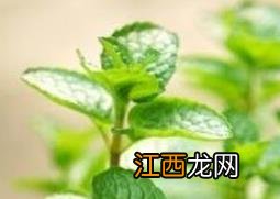 薄荷怎么养 薄荷的养殖方法和注意事项