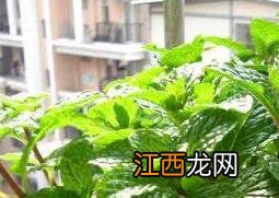 薄荷怎么养 薄荷的养殖方法和注意事项