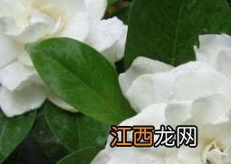 栀子花怎么养 栀子花的养殖方法技巧