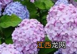 绣球花的养殖方法和注意事项