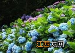 绣球花的养殖方法和注意事项