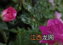 重瓣非洲凤仙花的养殖方法与注意事项