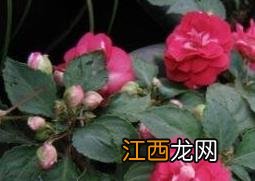 重瓣非洲凤仙花的养殖方法与注意事项