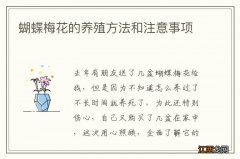 蝴蝶梅花的养殖方法和注意事项