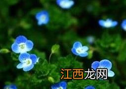 四季之星花的养殖方法和注意事项