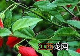 悬铃花的养殖方法和注意事项