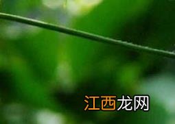 悬铃花的养殖方法和注意事项