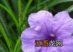 翠芦莉的功效和作用 翠芦莉的药用价值