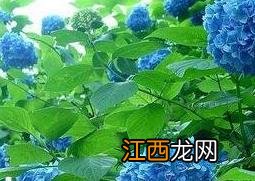 紫阳花图片 紫阳花的功效与作用