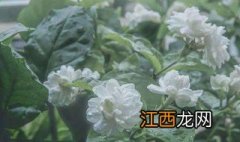 北方茉莉冬天怎么养护 北方茉莉冬天怎么养