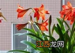 朱顶红的冬眠养殖方法