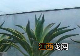 龙舌兰怎么水培 龙舌兰的水培方法教程