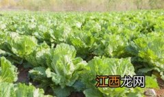 白菜定苗后追什么肥好 白菜定苗后追什么肥