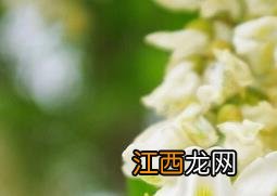 槐花能吃吗 槐花的常见吃法