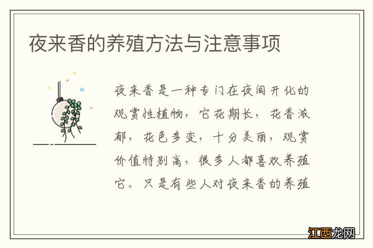 夜来香的养殖方法与注意事项