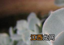 宝石花怎么养 宝石花图片