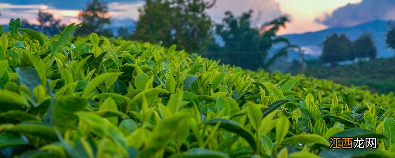 茶园除草用什么除草剂 茶园除草用什么除草剂?