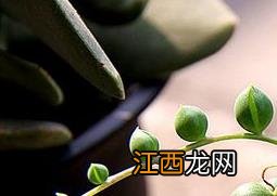 圆佛珠的养殖方法和注意事项