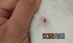 猫癣传染人什么症状图 猫癣传染人什么样子