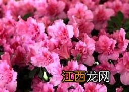 杜鹃花怎么养 杜鹃花养殖方法大全