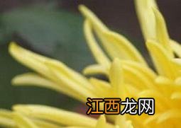 黄菊花的功效与作用 黄菊花的药用价值