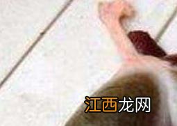 鱼胆的功效与禁忌 鱼胆中毒怎么办