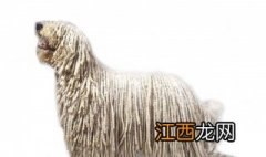 可蒙犬饲养方法有哪些 可蒙犬饲养方法