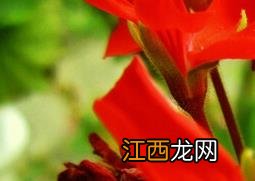 天竺葵的功效与作用