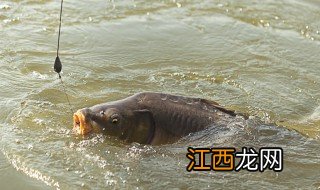 秋冬野钓用什么饵料好 秋冬野钓用什么饵料