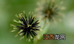 鬼针草可以天天喂鸡吗视频 鬼针草可以天天喂鸡吗