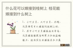 什么花可以嫁接到桂树上 桂花能嫁接到什么树上