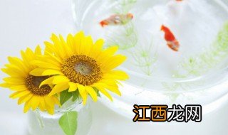 向日葵什么季节 秋天可以种向日癸吗