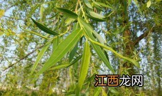 柳树开花是什么征兆是什么预测 柳树开花是什么征兆