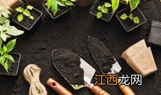 紫云英什么季节种植 紫云英秋天可以种吗