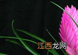 铁兰的功效与作用