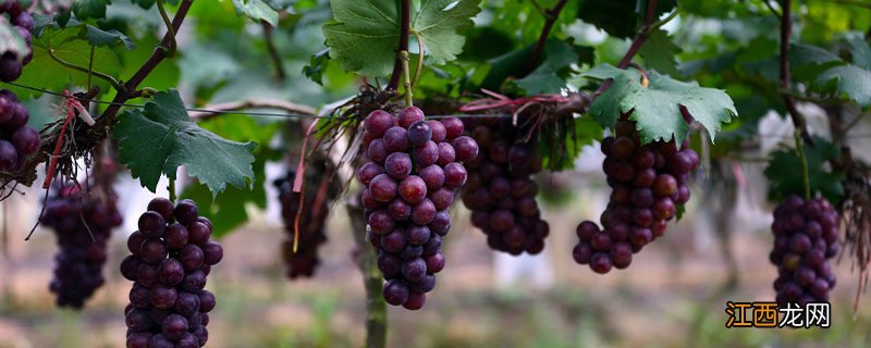 葡萄树的寿命 葡萄树的寿命多少年