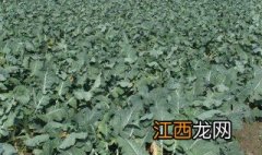 黄花菜亩产量多少斤 花菜亩产多少斤