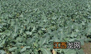 黄花菜亩产量多少斤 花菜亩产多少斤