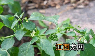 龙葵草可以当菜吃吗功效 龙葵草可以当菜吃吗