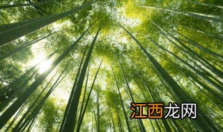 秋天可以种竹子能发芽吗，秋天可以种竹子能发芽吗一年级