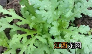 冬天怎样长期保存茼蒿 新鲜茼蒿能保存几天