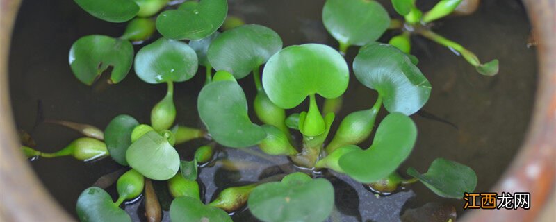 适合龟缸的水生植物 适合龟缸的水生植物有哪些