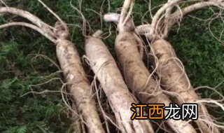 新鲜吉林参的正确吃法,吉林新鲜人参怎么吃