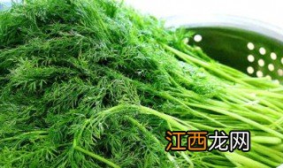 新鲜茴香菜的正确吃法，新鲜茴香菜的正确吃法与做法